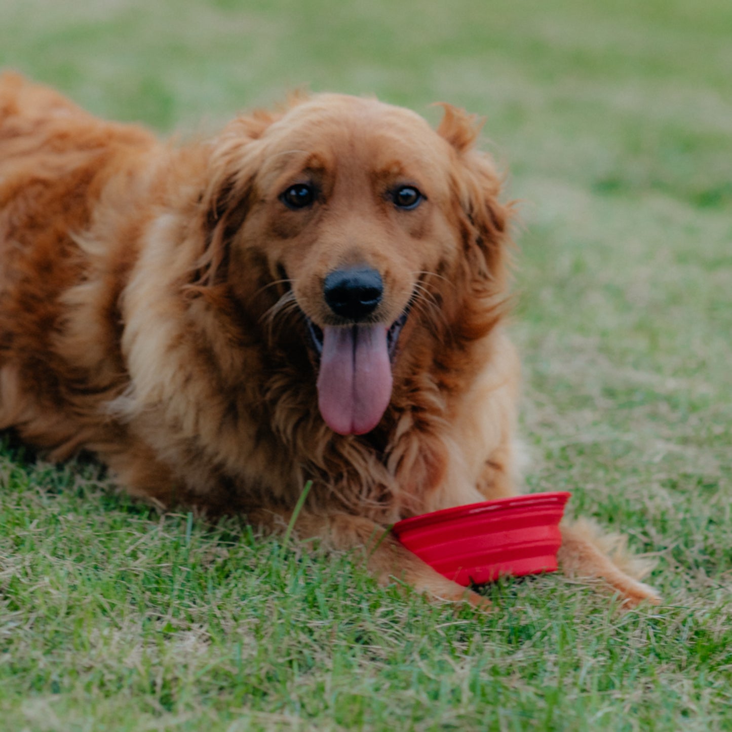 Collapsible Pet Dish