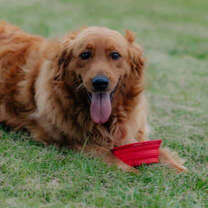 Collapsible Pet Dish